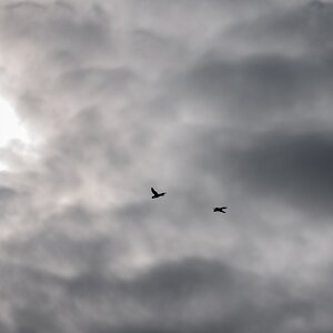 A1251685fx2k.jpg