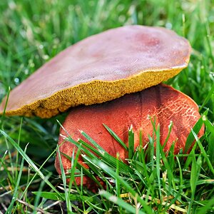 Shroom2 Final.jpg
