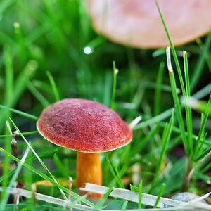 Shroom3 Final.jpg