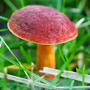 Shroom3CU.jpg