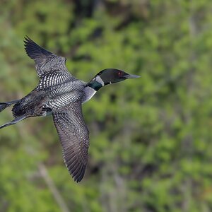 Common-Loon_DSC0824-Edit.jpg