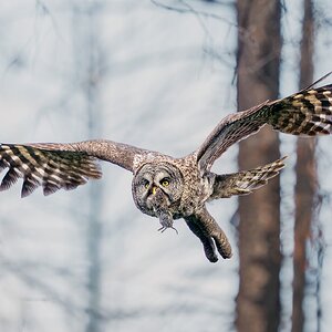 Great-Gray-Owl_DSC0097-Edit.jpg