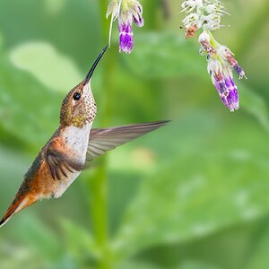 Rufous-Hummingbird_DSC3996-Edit.jpg