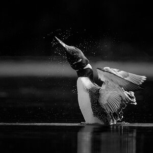 Shake it Off.jpg