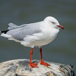 _7RV5353_Silver_Gull.jpg