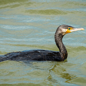 _7RV5357_Great_Cormorant.jpg