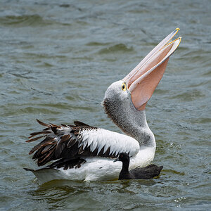 _7RV5375_Pelican_4.jpg