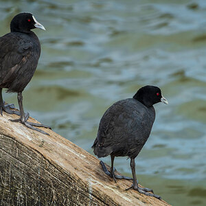 _7RV5426_Eurasian_Coot.jpg