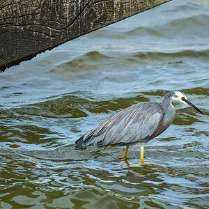 _7RV5427_White-faced_Heron.jpg