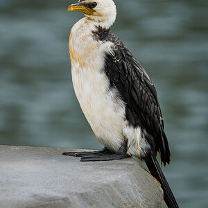 _7RV5496_Little_Pied_Cormorant.jpg