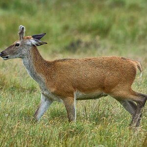 deer 2025_4.jpg