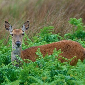 deer 2025_1.jpg