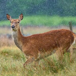 deer 2025.jpg