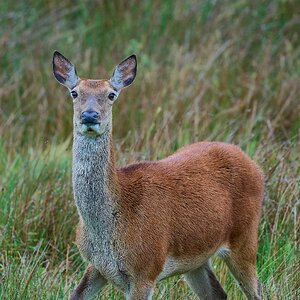 deer 2025_2.jpg