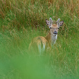 deer 2025_7.jpg