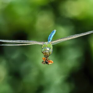 DSC04221 - Emperor Dragonfly.jpeg
