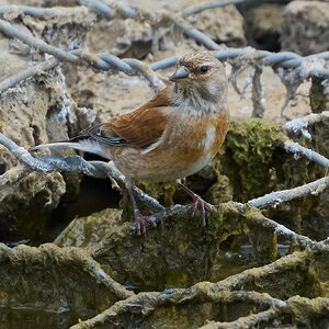 linnet 2025_18.jpg