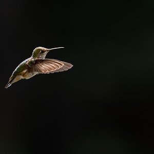 Annas_Hummingbird.jpg