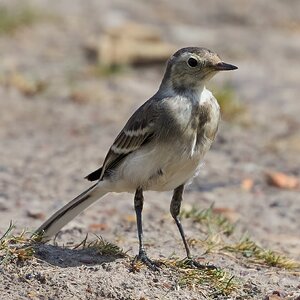 pied wagtail 2025_5.jpg