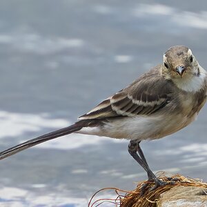 pied wagtail 2025_7.jpg