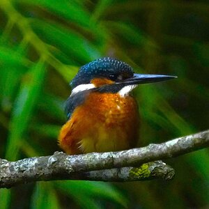 IMG_0377.jpeg