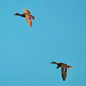 Mallards1.jpg