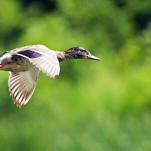 Mallard.jpg