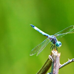 DragonFly2.jpg