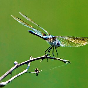 DragonFly1.jpg