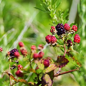 Berries.jpg