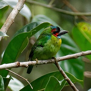 blue-eared-barbet_18668672913_o.jpg