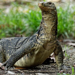 malay-water-monitor_18631697634_o.jpg