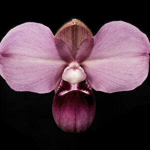 pink orchid.jpg