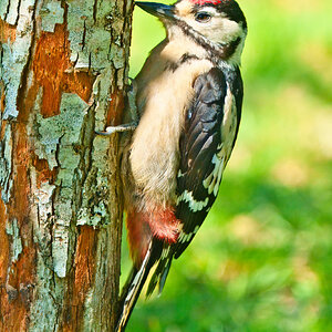 DSC06434 - Great Spotted Woodpecker (Juv).jpeg