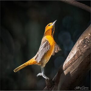 yellowbird1.jpg