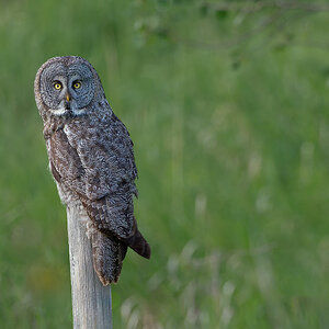 Great-Gray-Owl_DSC1462-Edit.jpg