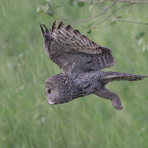 Great-Gray-Owl_DSC1758-Edit.jpg
