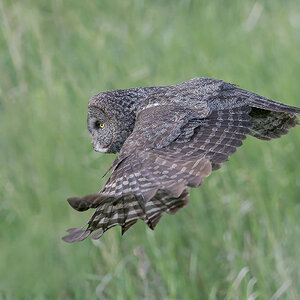 Great-Gray-Owl_DSC1759-Edit.jpg
