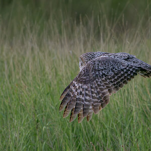 Great-Gray-Owl_DSC1768-Edit.jpg
