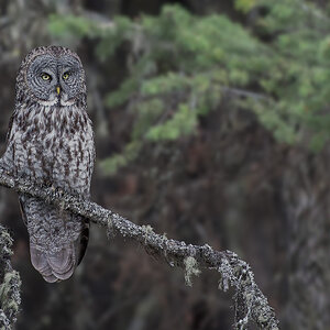 Great-Gray-Owl_DSC5194-Edit.jpg