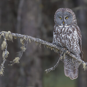 Great-Gray-Owl_DSC5466-Edit.jpg