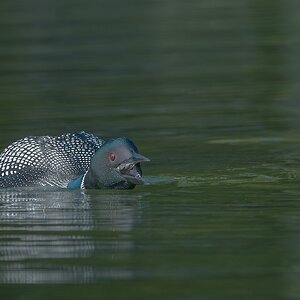 Common-Loon_DSC0816-Edit.jpg