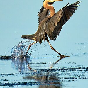 DSC01600_100percentcrop.jpg