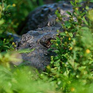 American Alligator - Corkscrew Swamp - 03192022 - 05-DN.jpg