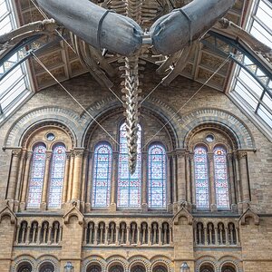 Hope_blue_whale-1.jpg