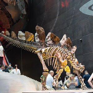 stegosaurus stenops-1.jpg