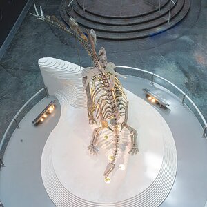 stegosaurus stenops-2.jpg