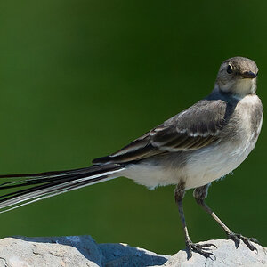 pied wagtail 2025_10.jpg