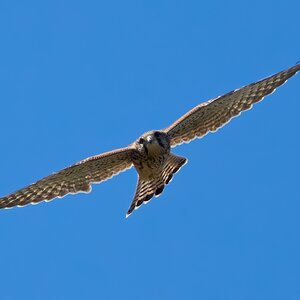 kestrel 2025.jpg