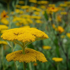 weeds Greenwich Park-1.jpg